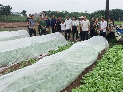 Màng phủ Passlite hạn chế sâu bệnh, bảo vệ môi trường