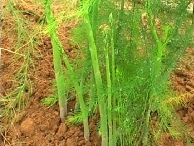 Quy trình trồng và chăm sóc măng tây xanh