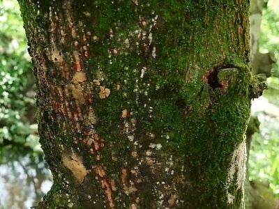 Phòng trị bệnh thối gốc chảy mủ trên cây mít Thái