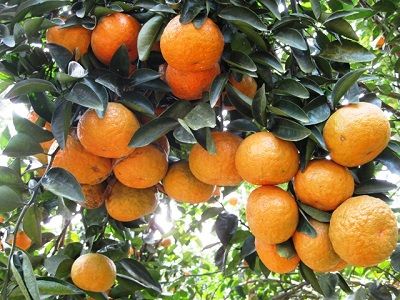 TRỒNG VÀ CHĂM SÓC CÂY CAM CANH