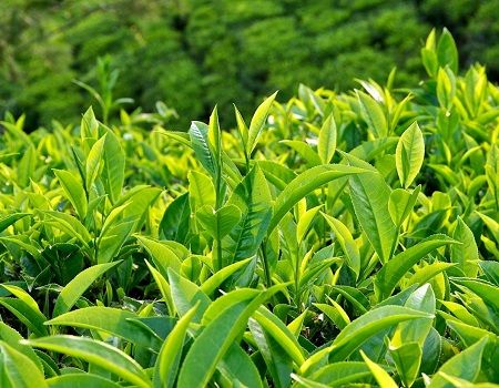 Các sản phẩm chè của Việt Nam được trao giải thưởng ‘Chè thế giới’