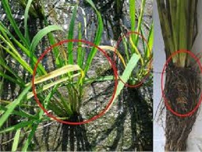 Biện pháp khắc phục hiện tượng ngộ độc hữu cơ trên lúa