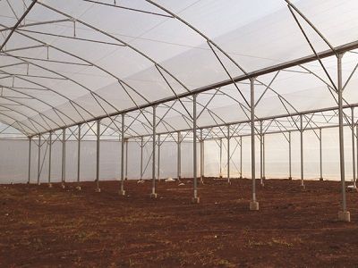 Quy trình kỹ thuật gieo ươm cây ớt cay và cà tím trong nhà màng