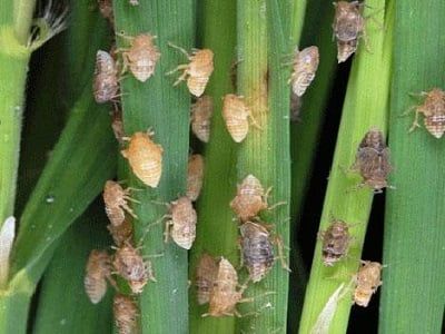 Dự báo sâu bệnh tổng hợp trong tuần (18.06.2019).