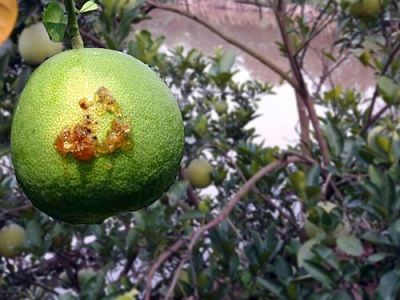 Những dịch bệnh hại cần chú ý trong tuần (từ 16 - 22/7)