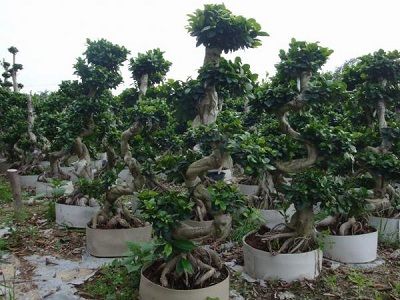 Thiết kế vườn ươm cây giống: các loại mai, cây cảnh, bonsai