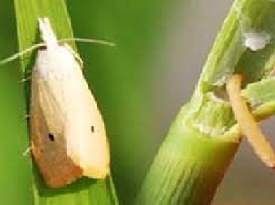Những dịch bệnh hại cần chú ý trong tuần (7 - 13/5)