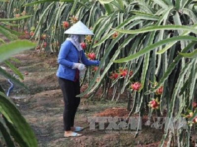 “Thủ phủ” Thanh long Bình Thuận hướng đến xây dựng vùng nguyên liệu an toàn.