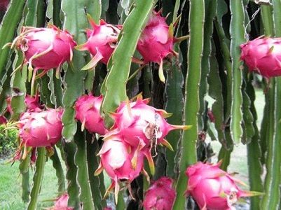 Quy định tem truy xuất nguồn gốc xuất khẩu sang Trung Quốc