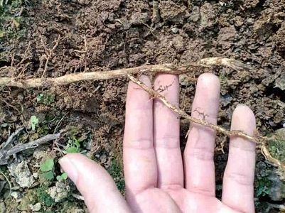 3 NGUYÊN TẮC KHI CHỮA BỆNH VÀNG LÁ THỐI RỄ