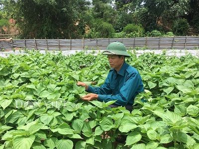 Trồng tía tô Hàn Quốc tốt ngời ngời - cách làm giàu mới ở Hòa Bình