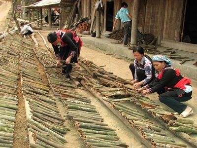 Quy hoạch vùng trồng quế và hệ thống các cơ sở chế biến quế