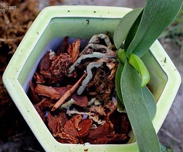 Chuẩn bị giá thể trồng lan