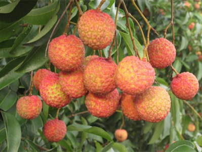 Ngày hội vải thiều Thanh Hà năm 2019