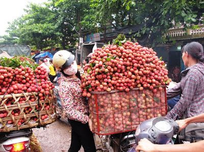 Việt Nam đứng thứ 2 thế giới về xuất khẩu quả vải