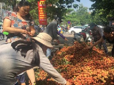 Giá vải thiều có thể tăng gấp 3 lần.