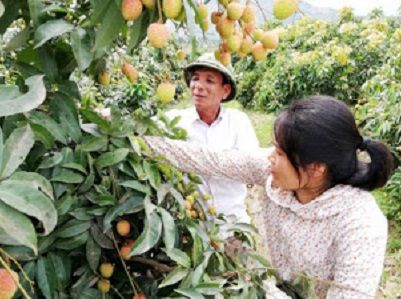 Lục Ngạn chuẩn bị vào vụ vải thiều sớm
