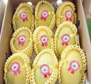 Lễ công bố xuât khẩu lô xoài đầu tiên của Việt Nam sang thị trường Hoa Kỳ