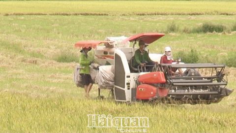 Đơn hàng tới tấp, xuất khẩu gạo tăng trưởng đột phá