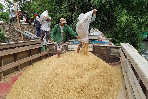 Xuất khẩu gạo sang Philippines tăng đột biến