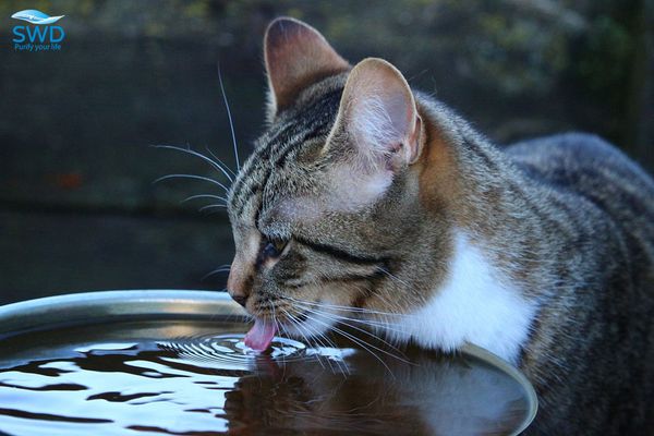 mèo béo uống nưóc