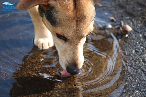 con chó uống vũng nước đục