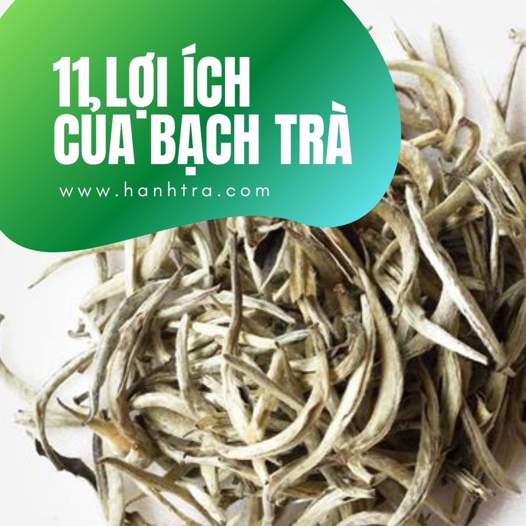 11 lý do khiến bạch trà shan tuyết vừa đắt vừa hiếm