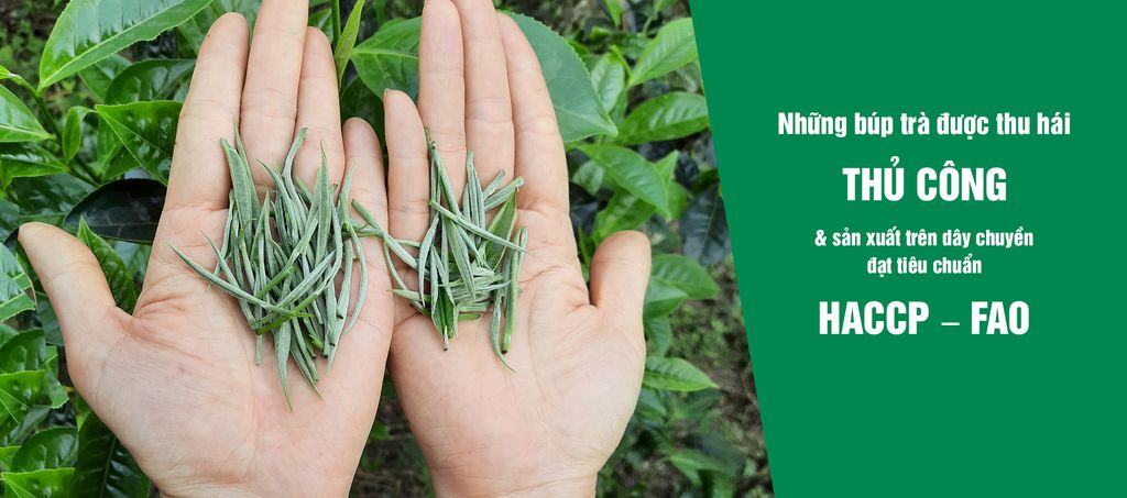 Chè shan tuyết sạch phải đạt chứng nhận gì?