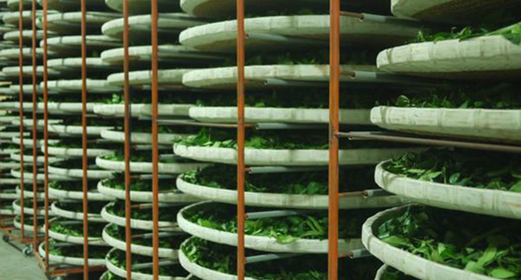 Chế biến trà shan tuyết Hà Giang - Cách Tạo Nên Một Tuyệt Tác