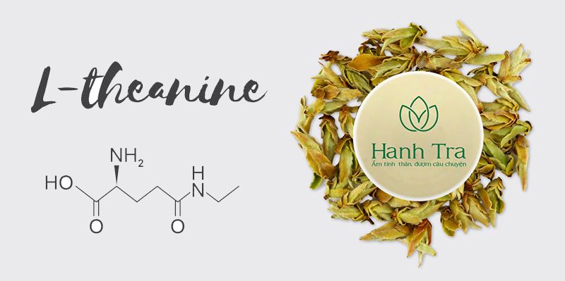 L-Theanine - thần dược trong hồng trà shan tuyết dành cho sức khoẻ