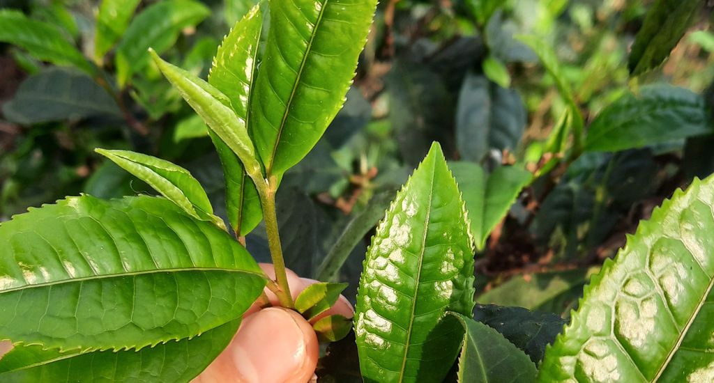 Khám phá nguồn gốc cây trà theo khoa học về cây cỏ