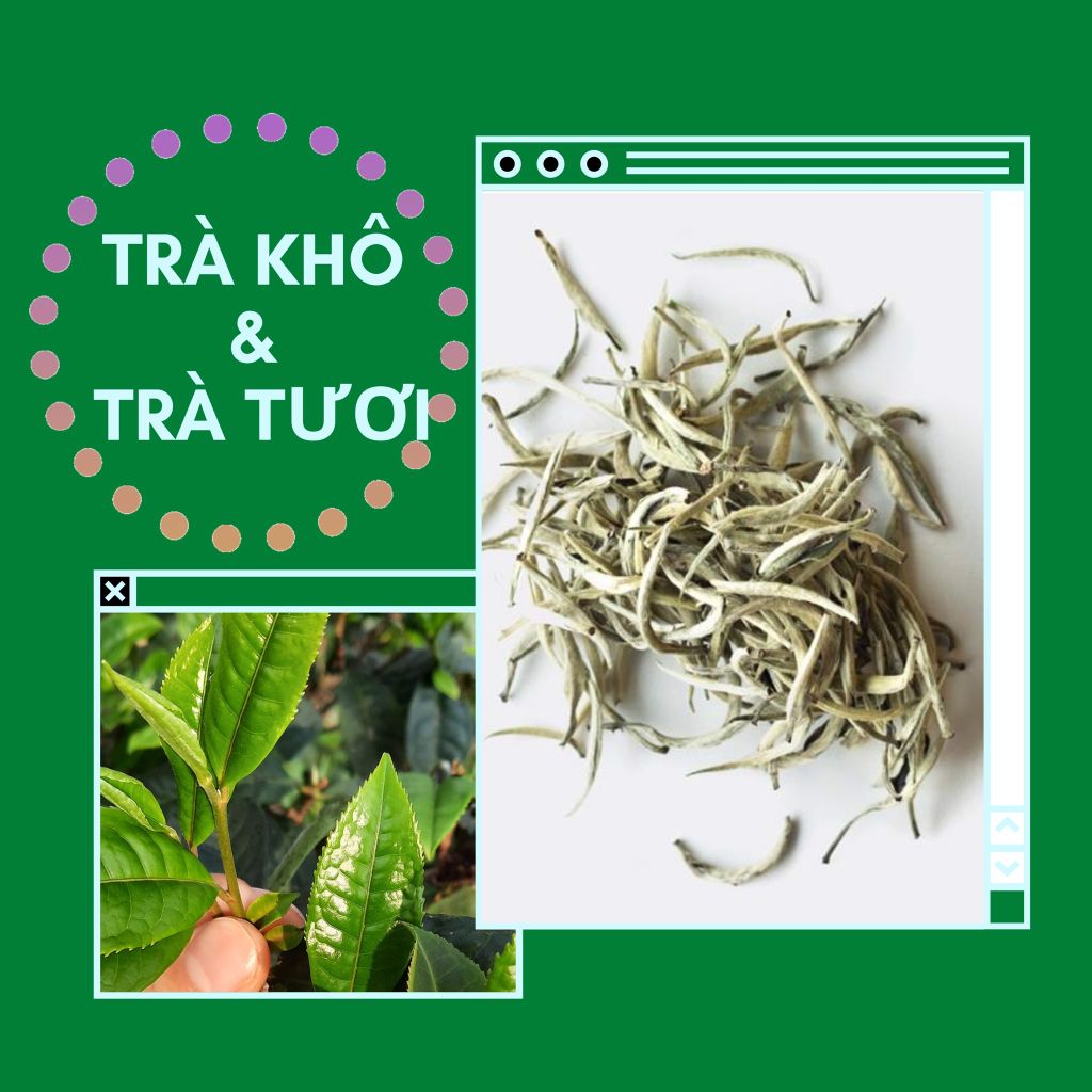 Bạn đã hiểu đúng về trà tươi và trà khô chưa?