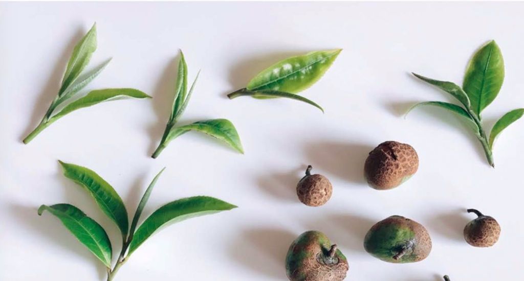Thế nào là chè rừng? Chè shan tuyết cổ thụ rừng quý hiếm ra sao?
