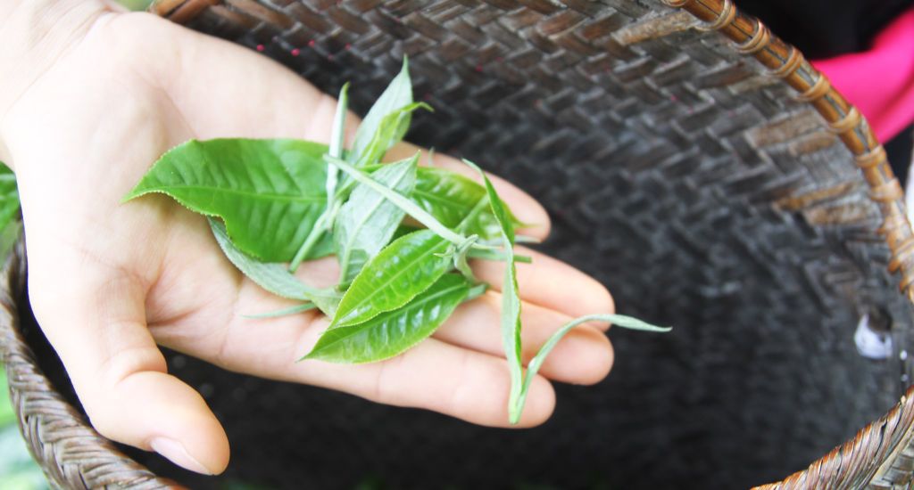 Trà Shan Tuyết Cổ Thụ Việt Nam ở Hà Giang - Vương quốc chè rừng