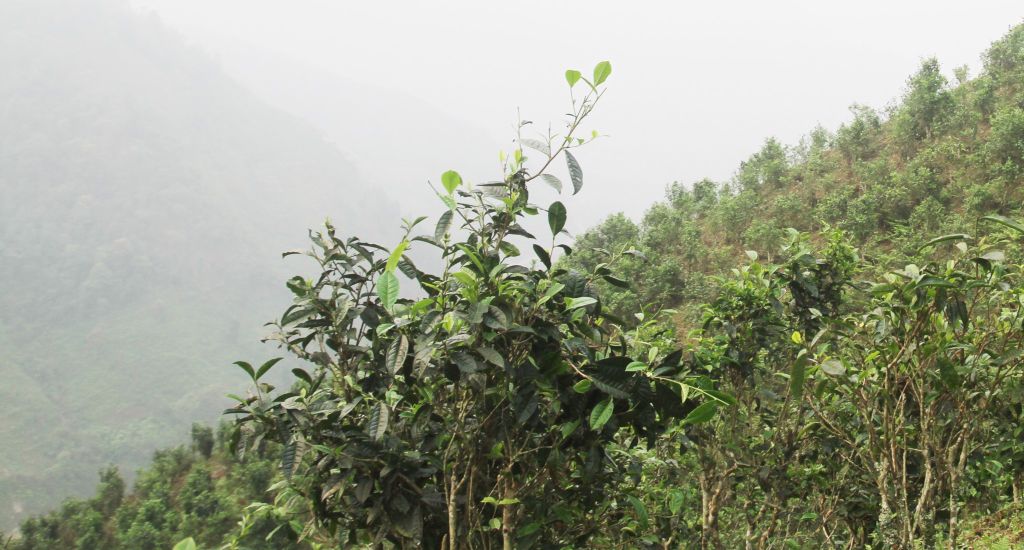 Chè shan tuyết Lai Châu - Sương ủ rừng chè cổ