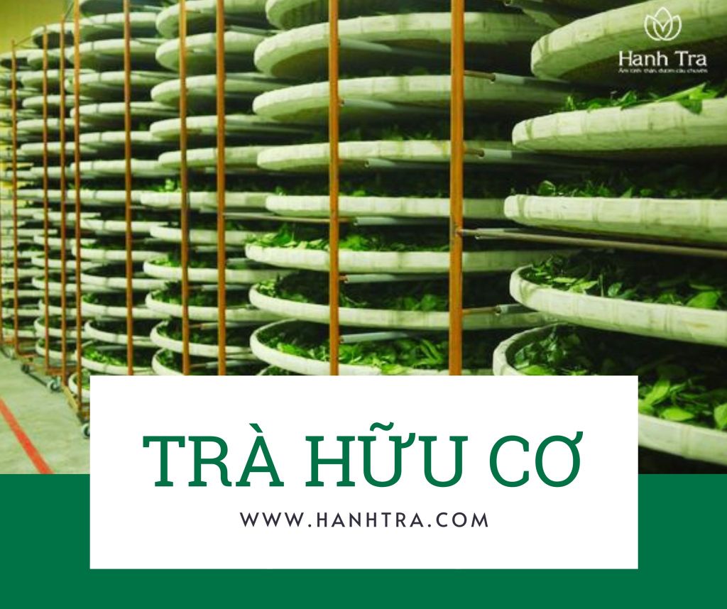 Trà shan tuyết cổ thụ hữu cơ đặc sản cao cấp của Việt Nam