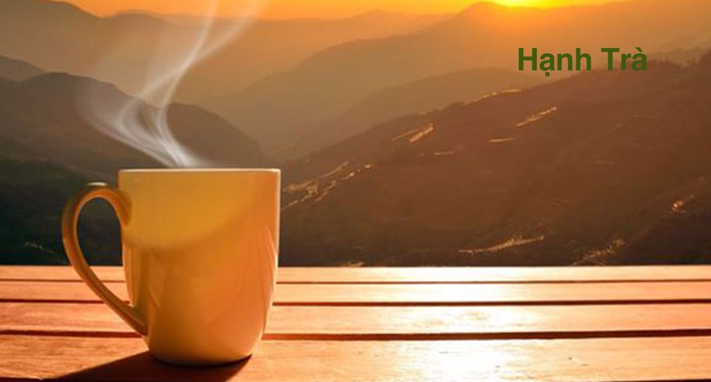 Khám phá trà shan tuyết cổ thụ Sùng Đô tỉnh Yên Bái