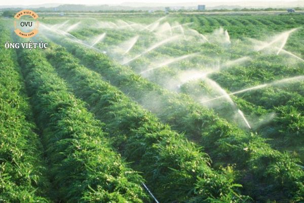 Hệ thống tưới phun mưa tự động hiệu quả, tiết kiệm thời gian