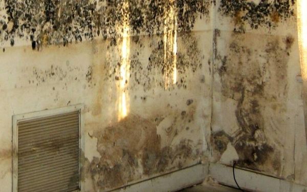 Tường nhà bị ẩm mốc gây ảnh hưởng đến sức khỏe