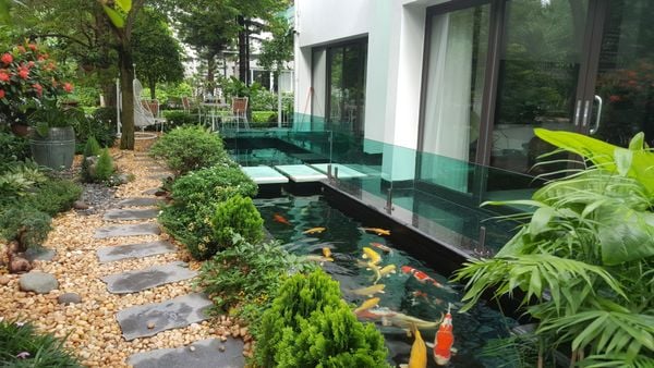 Hồ cá Koi hiện đại tại Khu vườn mai - Thành phố xanh Ecopark