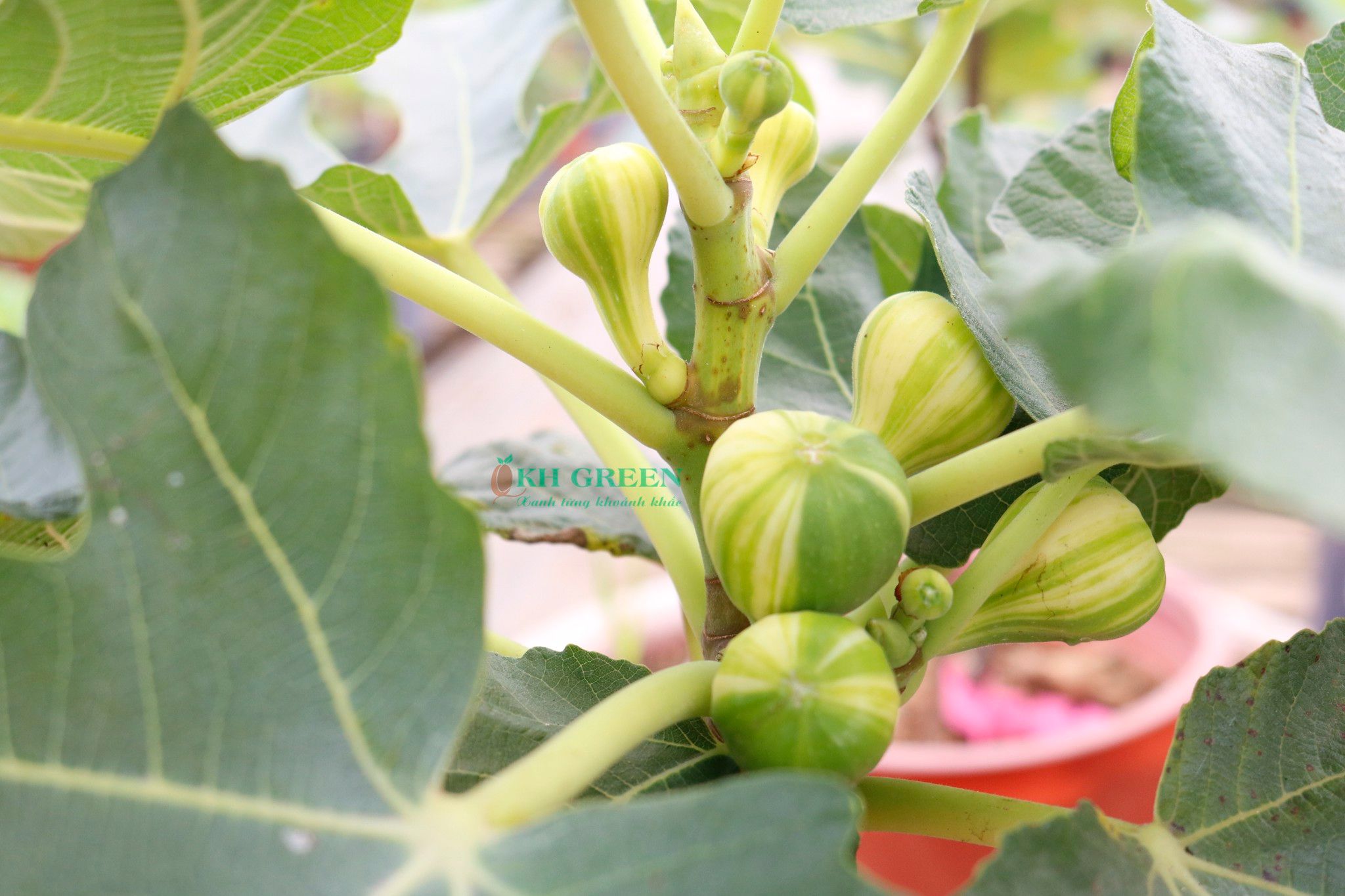 Giới thiệu 5 giống Sung Mỹ ngon nhất