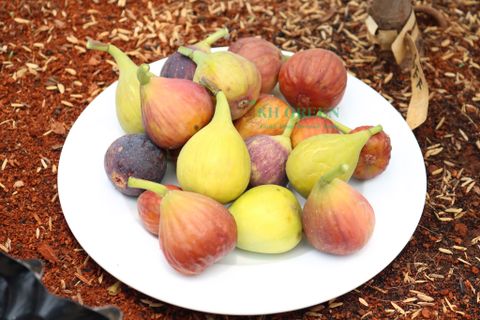 Chọn giống sung Mỹ qua 6 nhóm sung cơ bản