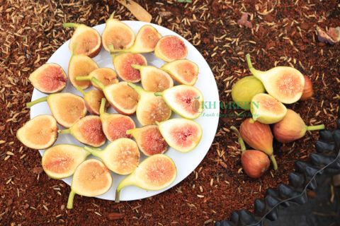 Những điều cần biết khi trồng sung Mỹ giành cho người mới - P1