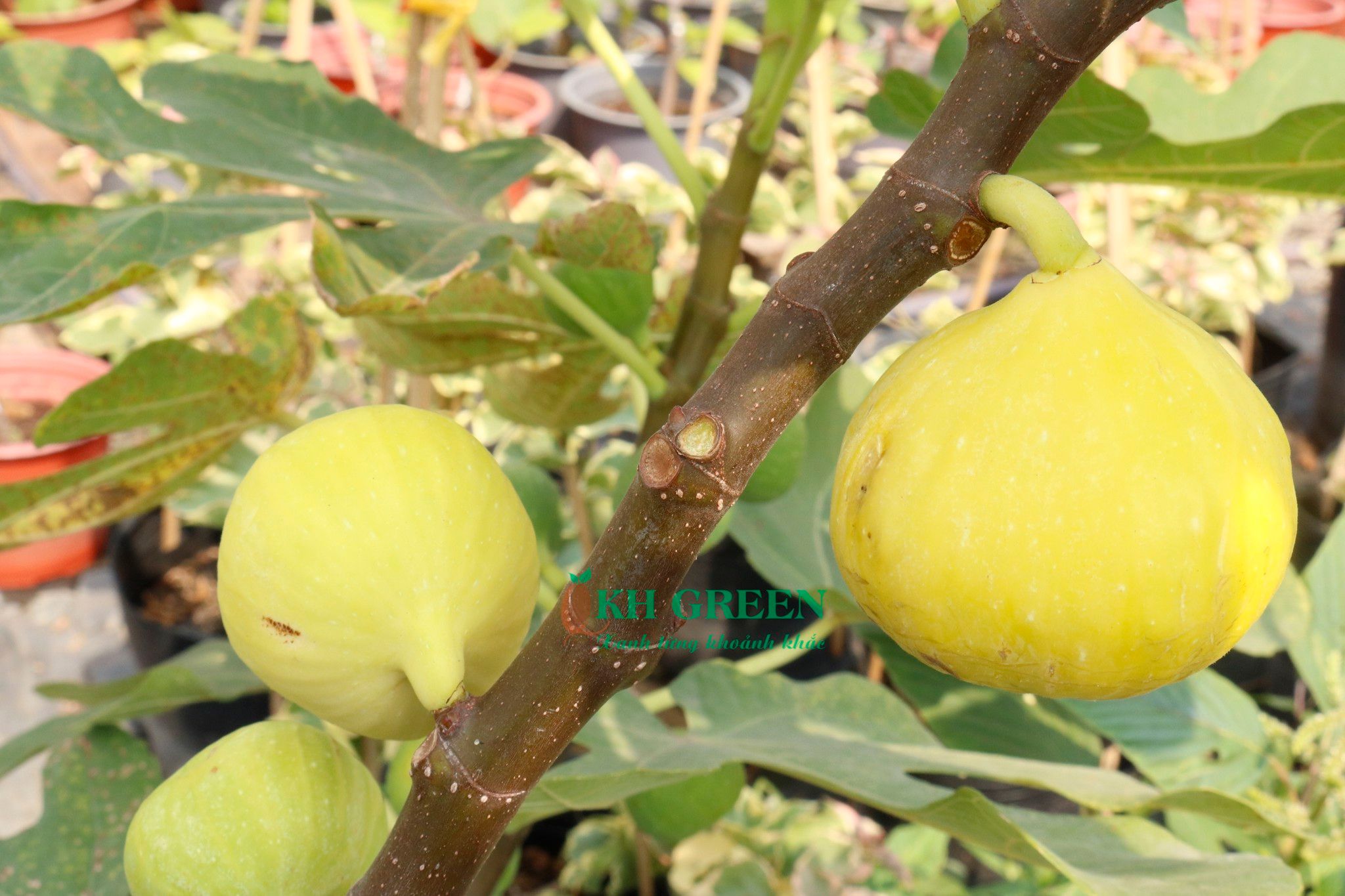 Những giống sung Mỹ cho trái to
