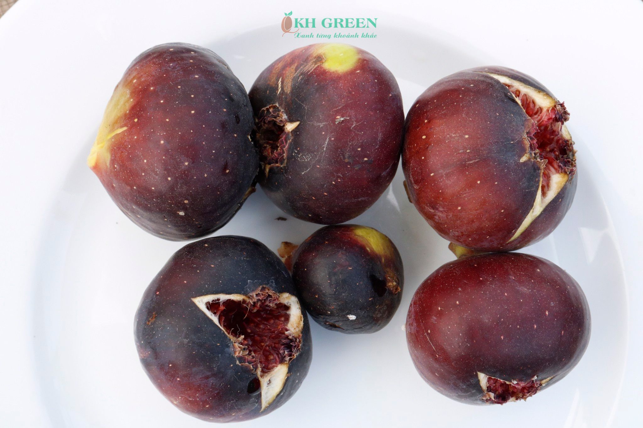 Những bệnh thường gặp ở sung Mỹ - Phần 2 - Téc trái, nứt trái