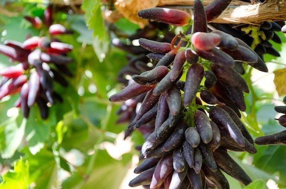 BÍ QUYẾT TRỒNG NHO NGÓN TAY NĂNG SUẤT CAO