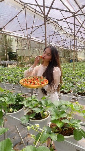 Khám phá 15 vườn dâu Đà Lạt rẻ - uy tín dành cho dân du lịch