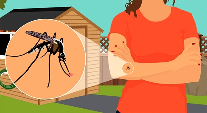 (Biết được những cách chống muỗi đốt sẽ giúp bạn ngừa được nhiều bệnh lây truyền nguy hiểm đến cơ thể)