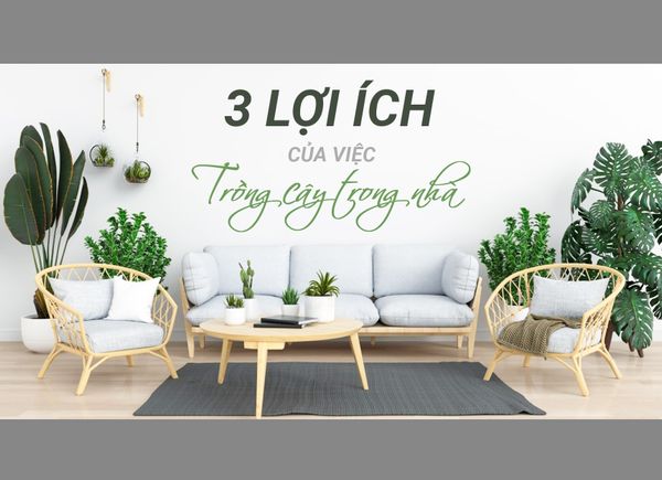 3 Lợi Ích Của Việc Trồng Cây Trong Nhà