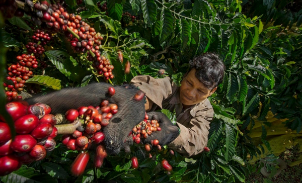 Các vùng trồng cafe trên Thế Giới - Đông Nam Á  (P4)